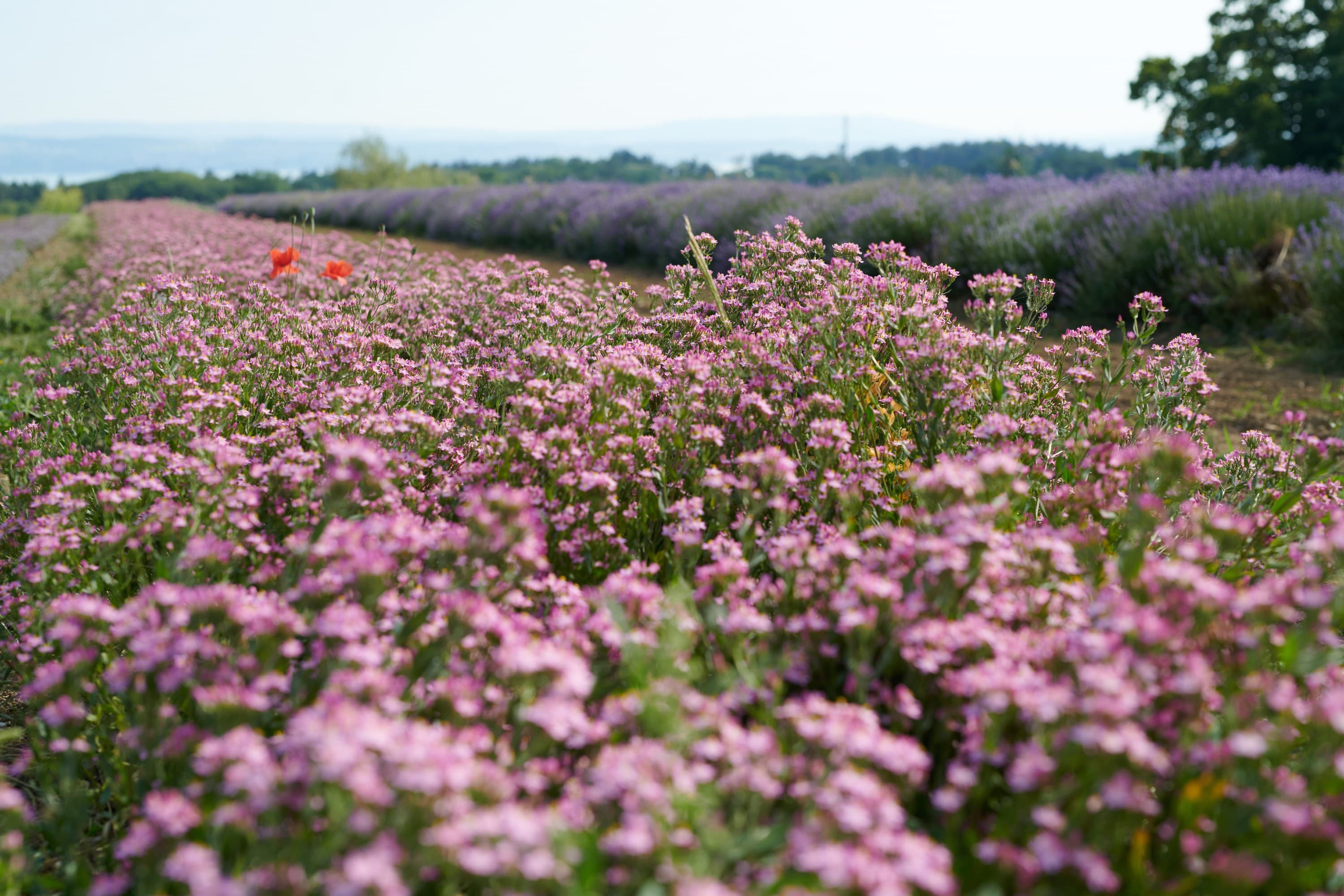 00 Centaurium Feld