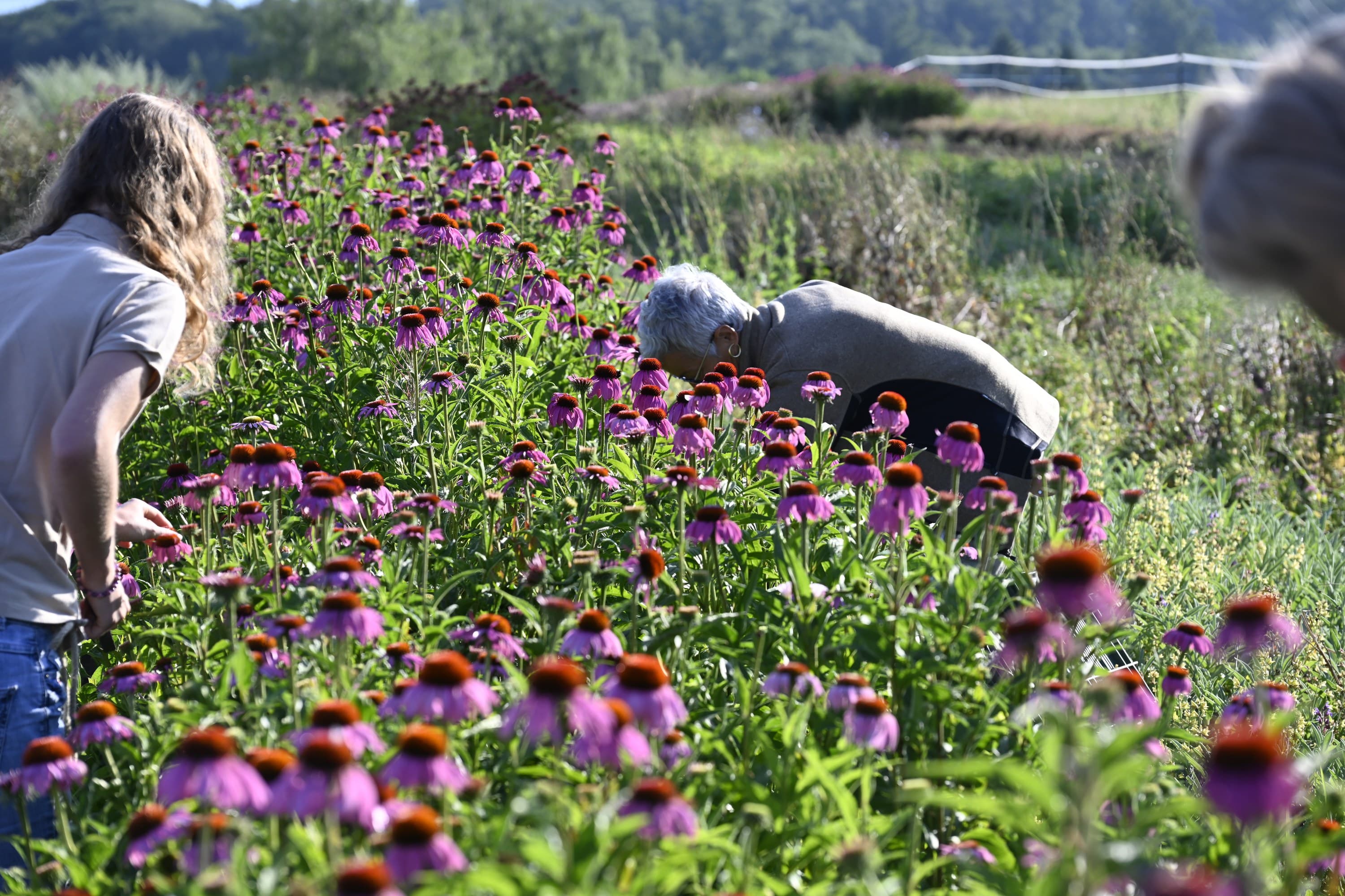 200 Echinacea Feld 2