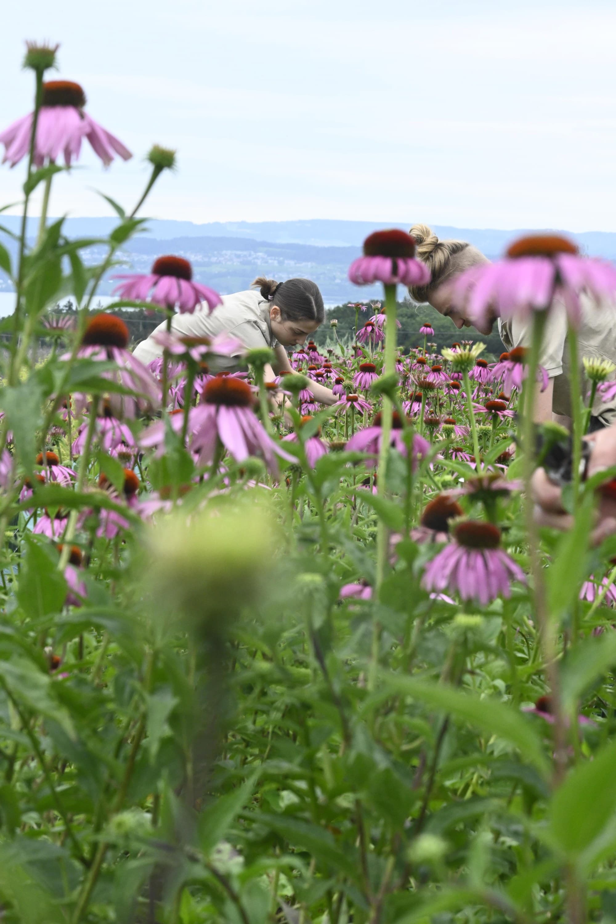 201 Echinacea Feld