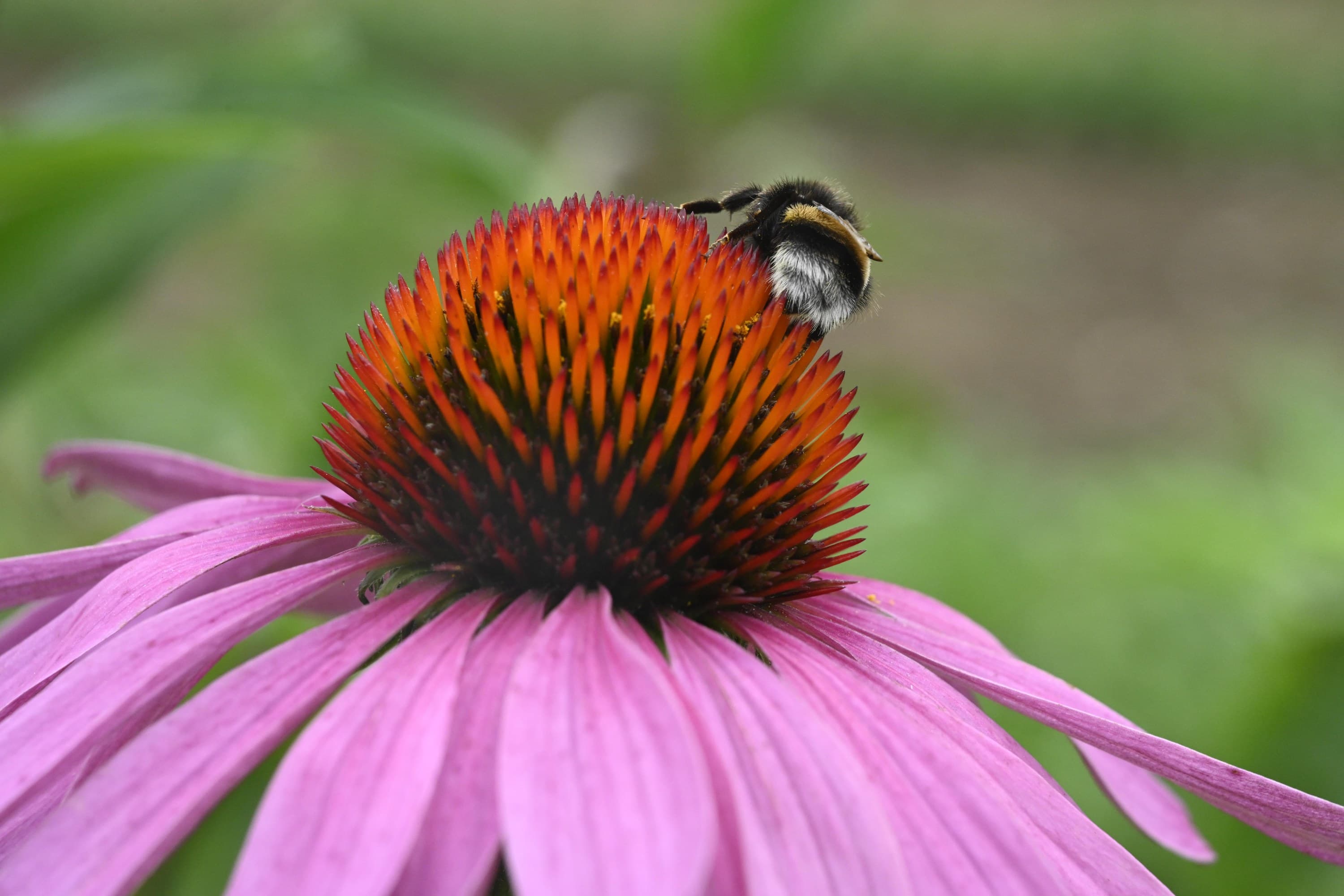 202 Echinacea Pflanze