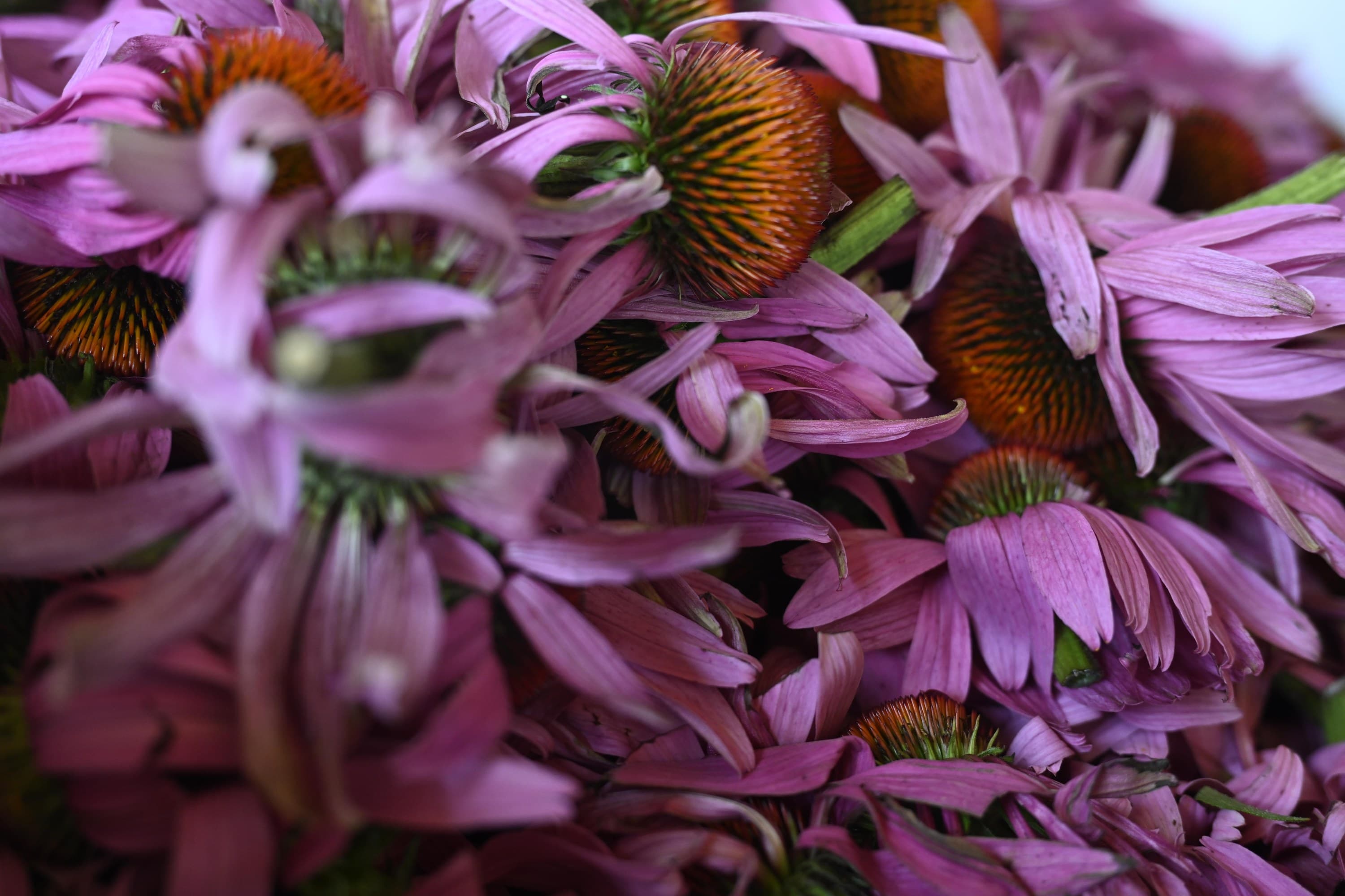 203 Echinacea BlüTen