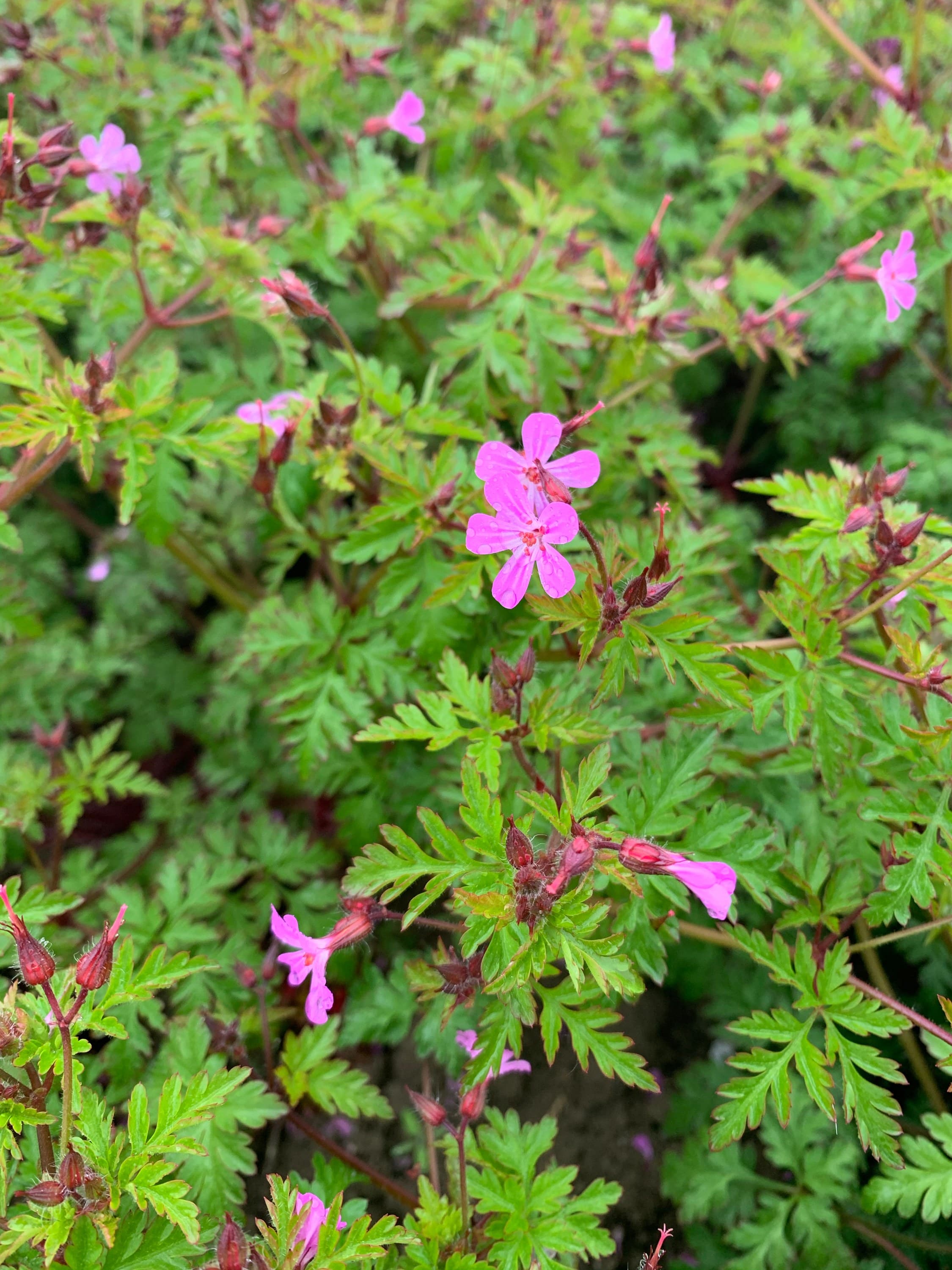 301 Geranium Feld
