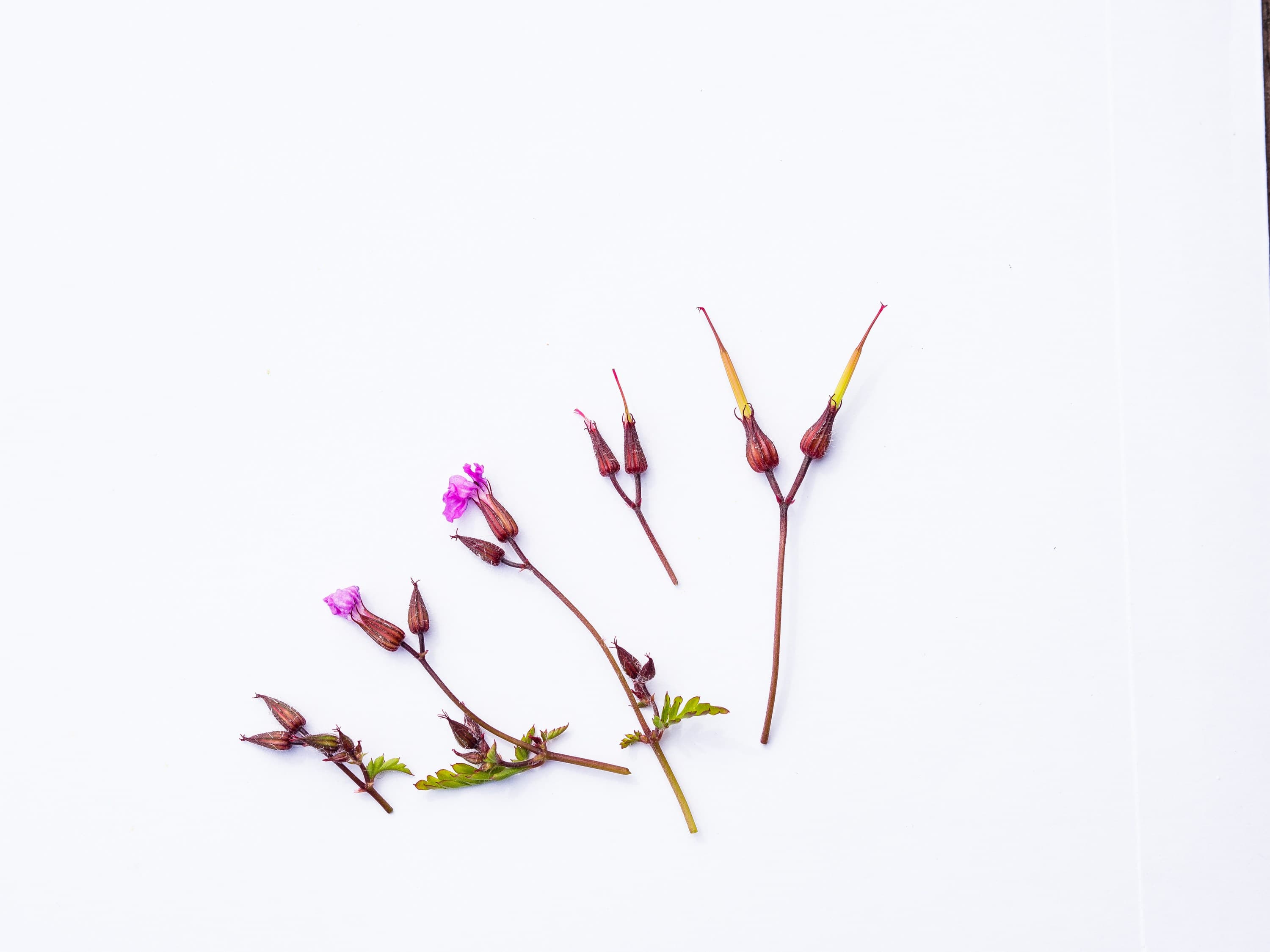 309 Geranium BlüTe Freigestellt