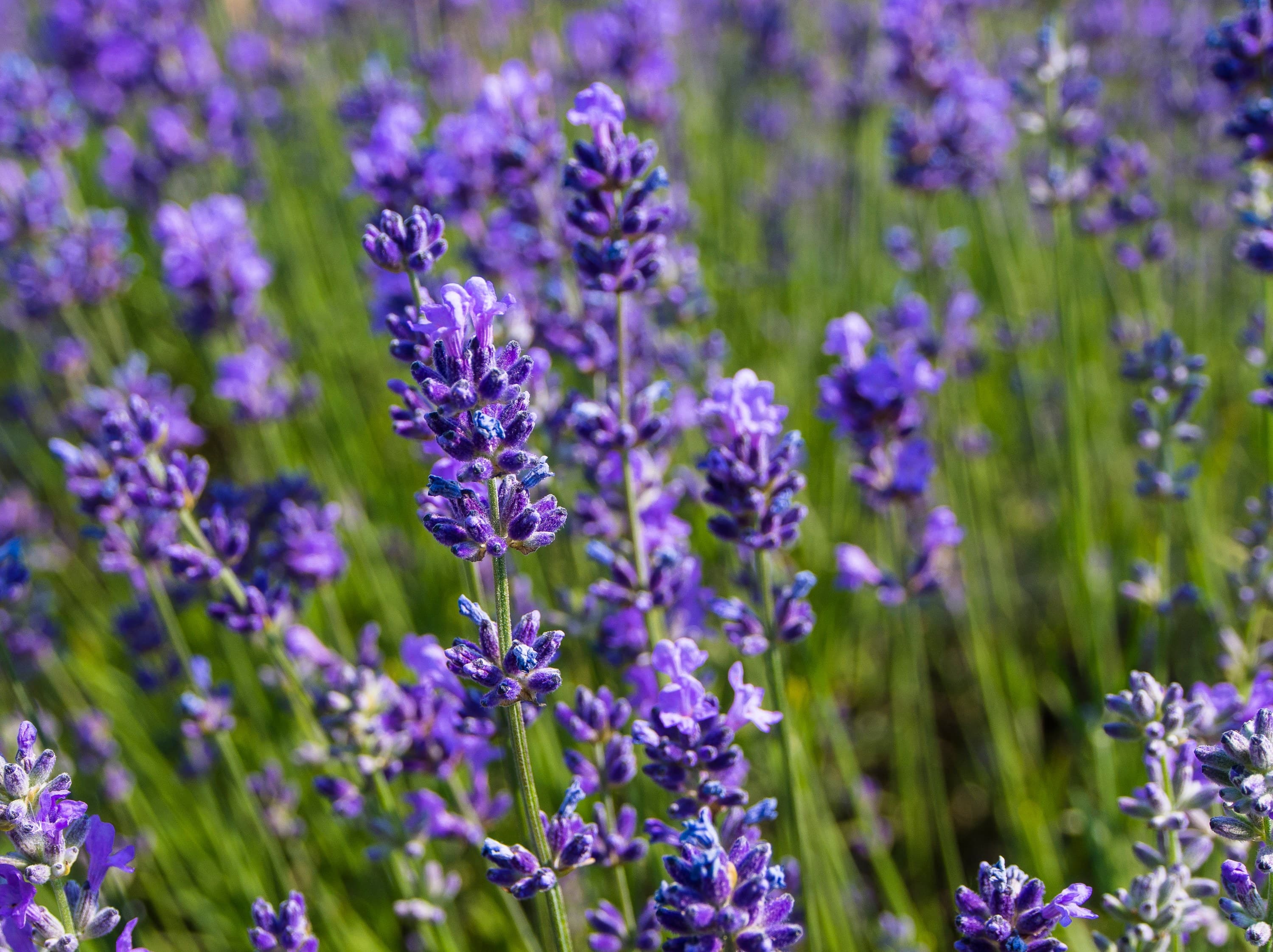 401 Lavendel BlüTe Feld