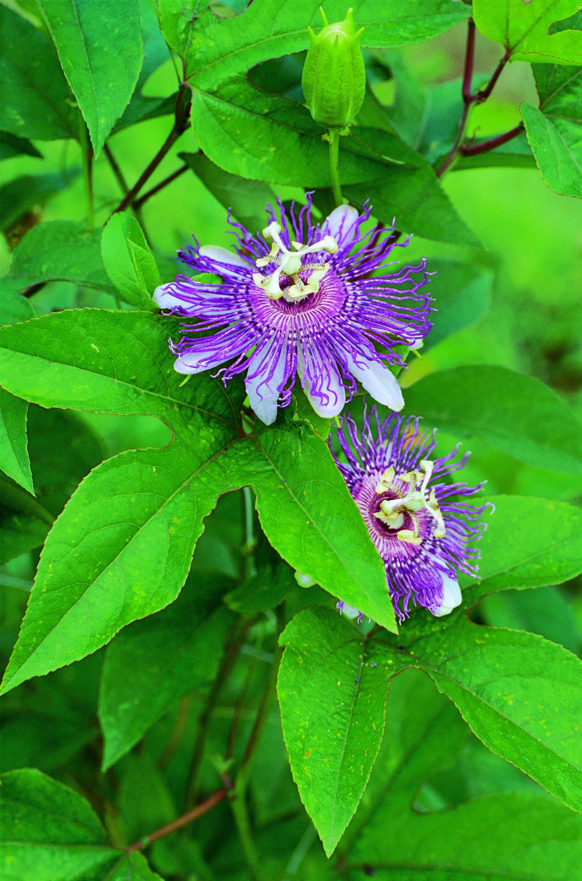 501 Passiflora Pflanze