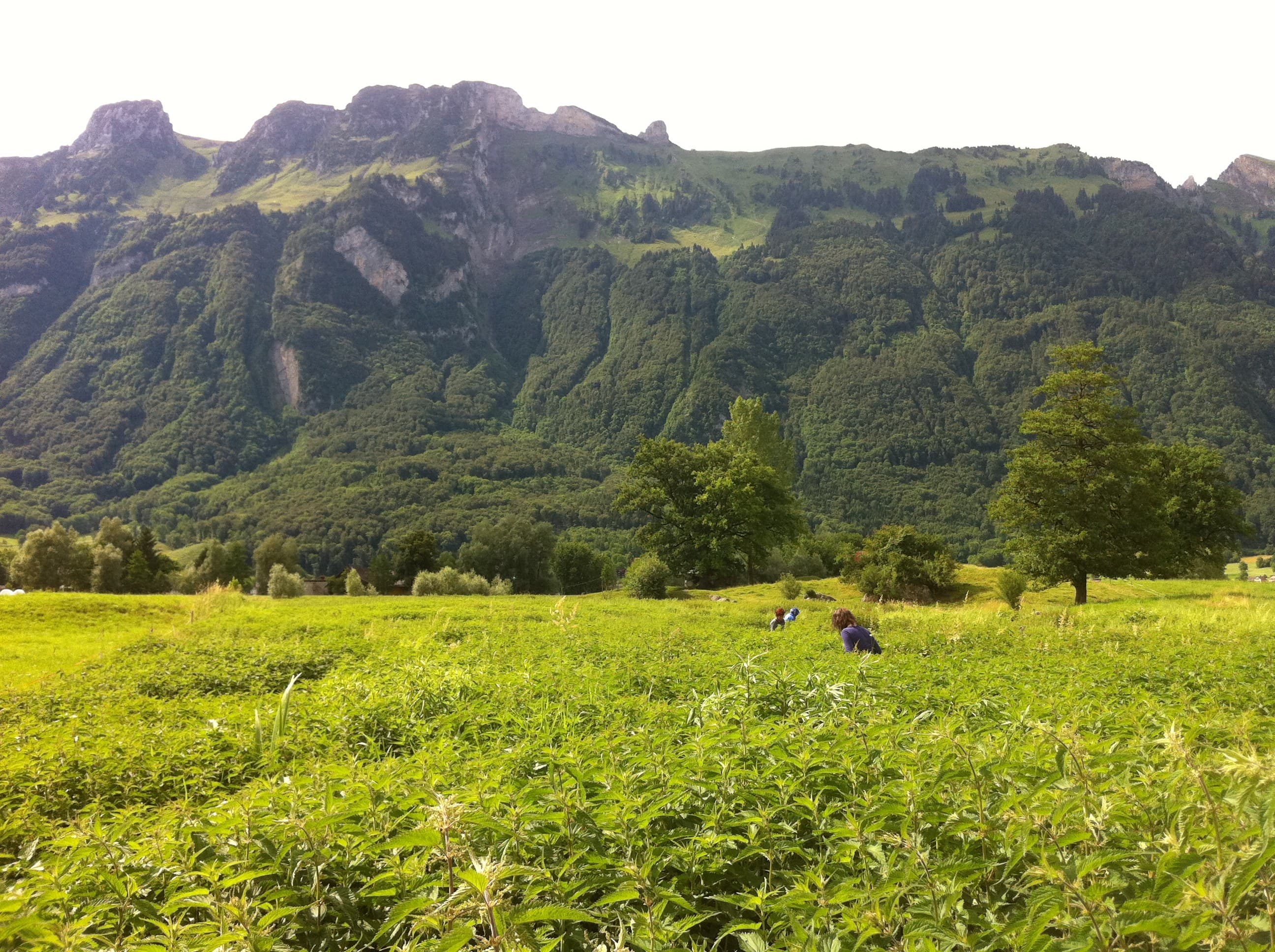 601 Urtica Feld