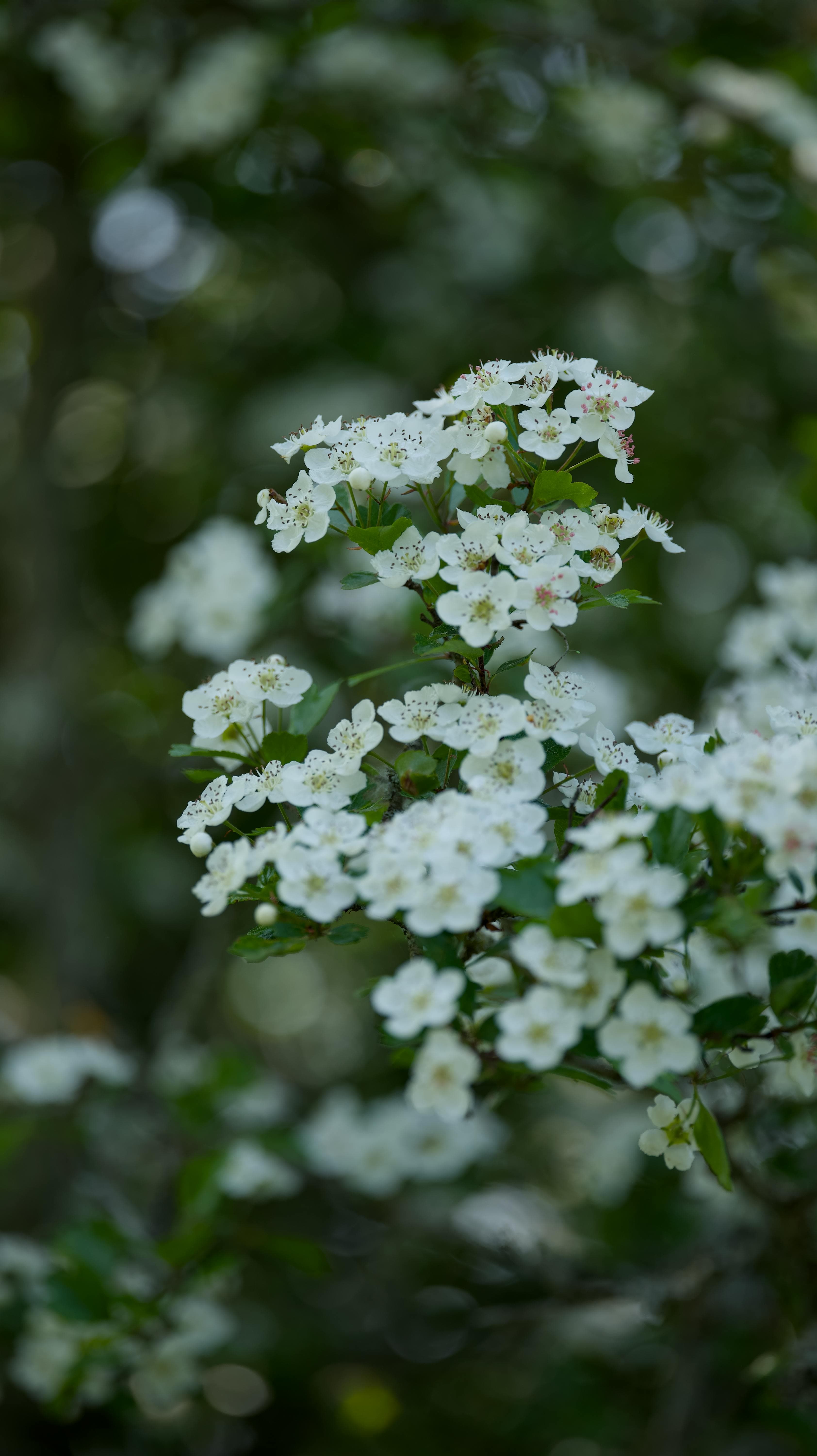 Nahaufnahme von weißen Weißdornblüten an einem Zweig mit grünem Hintergrund.