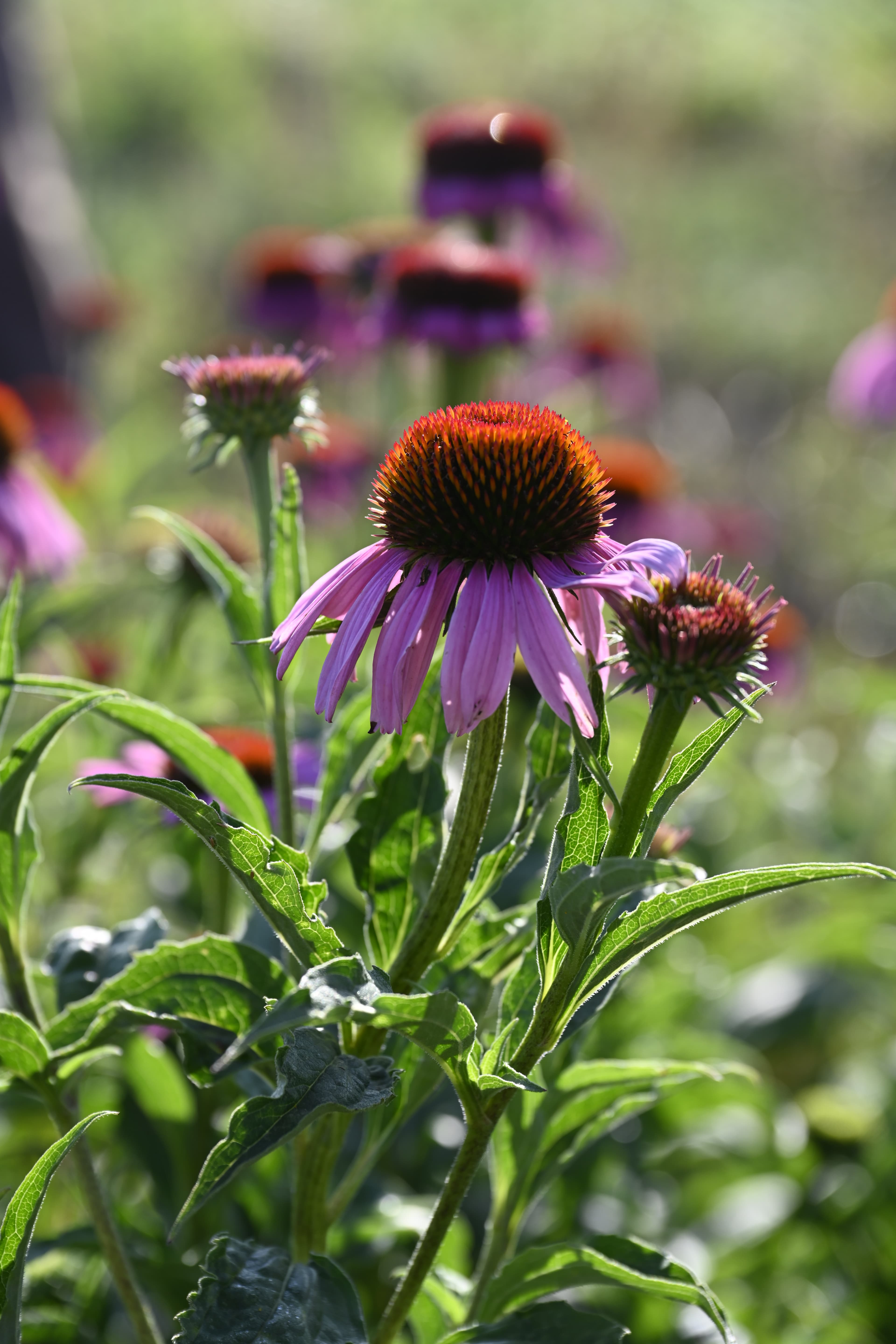 Echinacea Auf Dem Feld