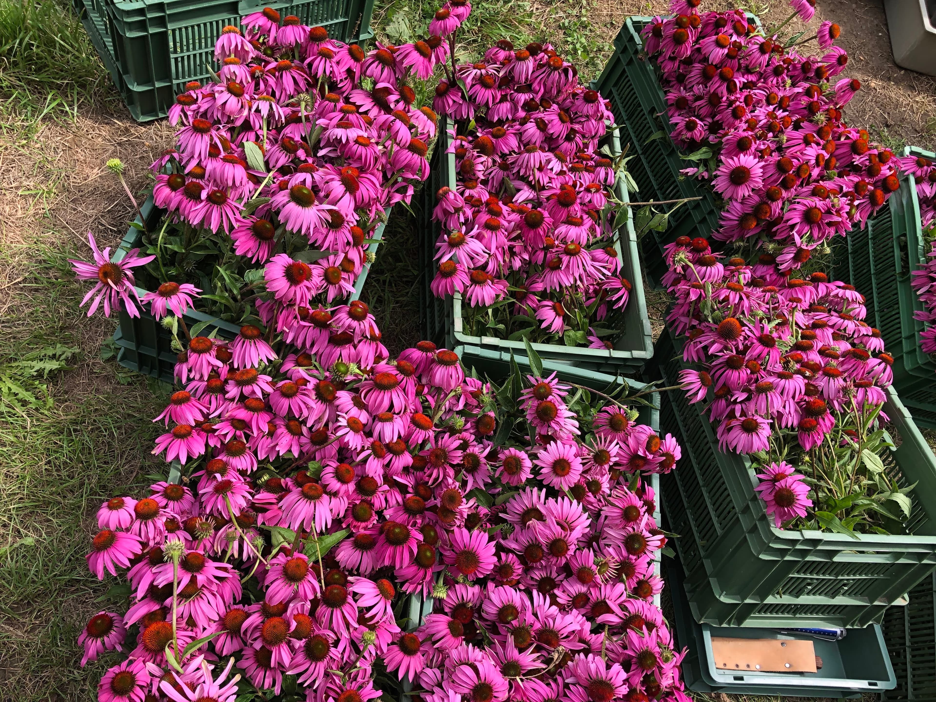 Viele frisch geerntete, rosa Echinacea-Blüten mit braunen Kernen in grünen Behältern.