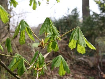 Aesculus Urtinktur 4