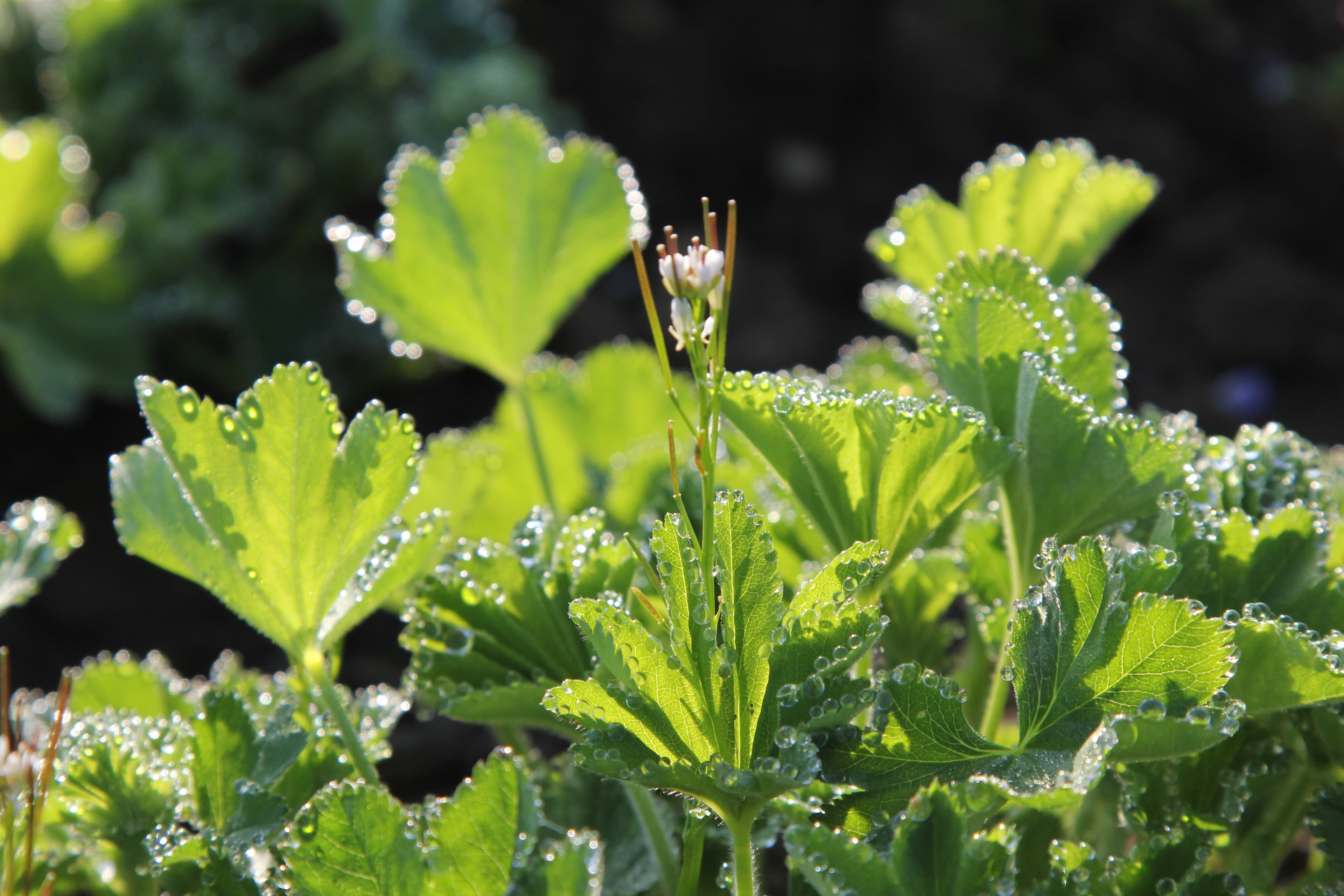 Alchemilla IMG 6402