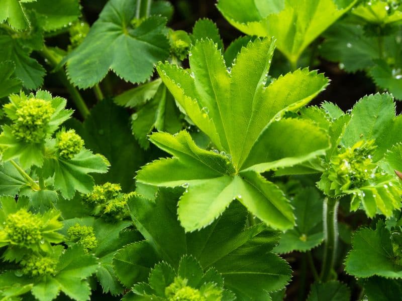 Alchemilla Gallery 02