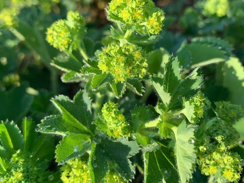 Alchemilla Gallery 04