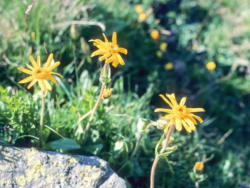 Arnica Gallery 05