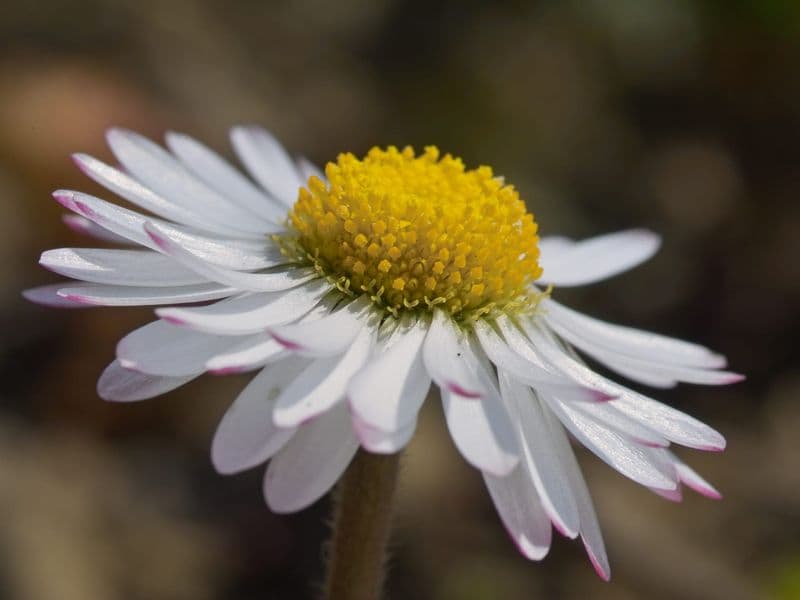 Bellis Gallery 04
