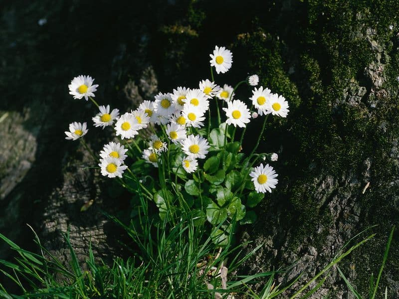 Bellis Gallery 05