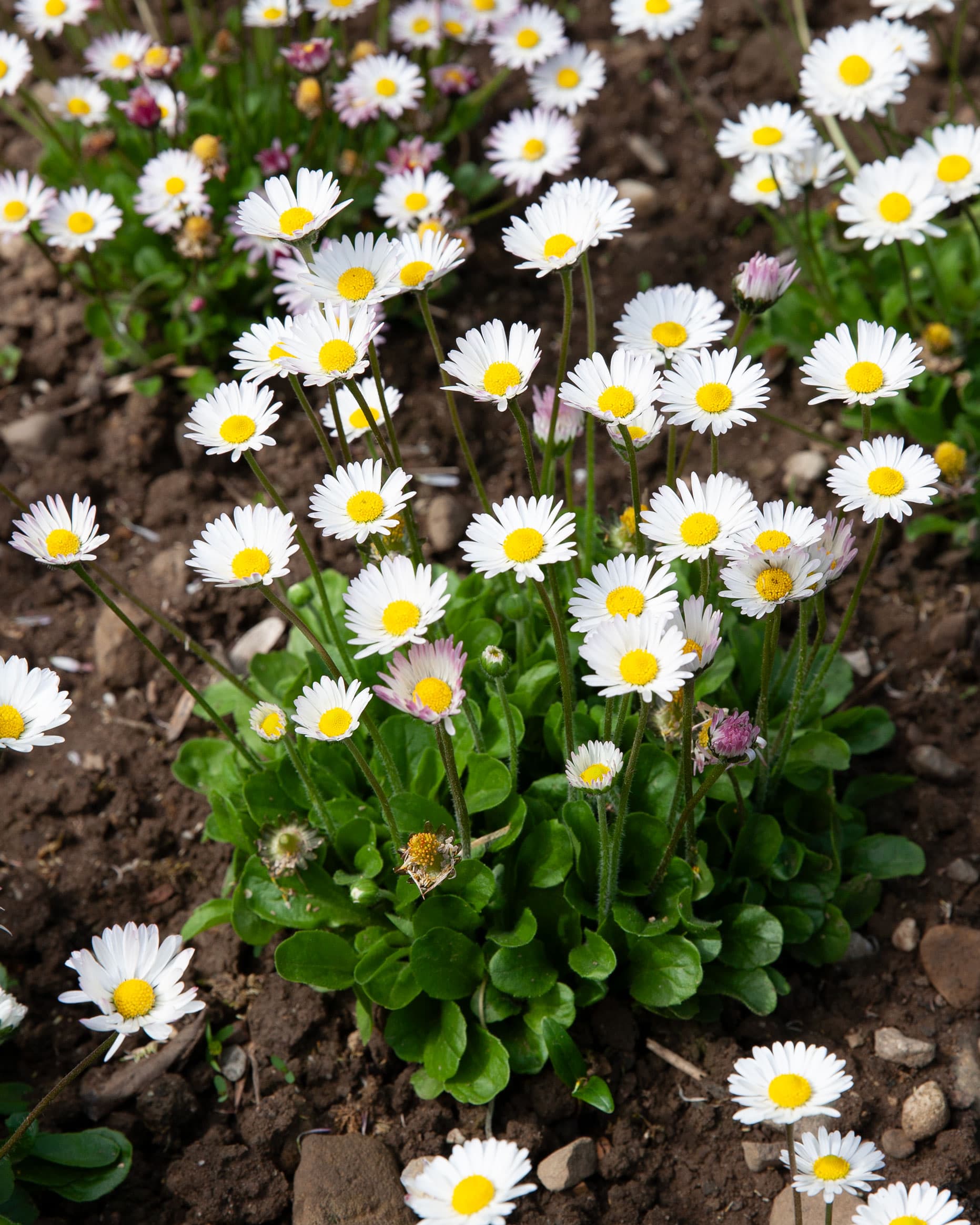 Gänseblümchen (Bellis perennis)