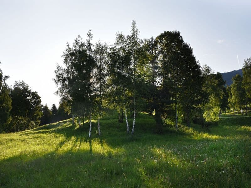 Betula Gallery 02