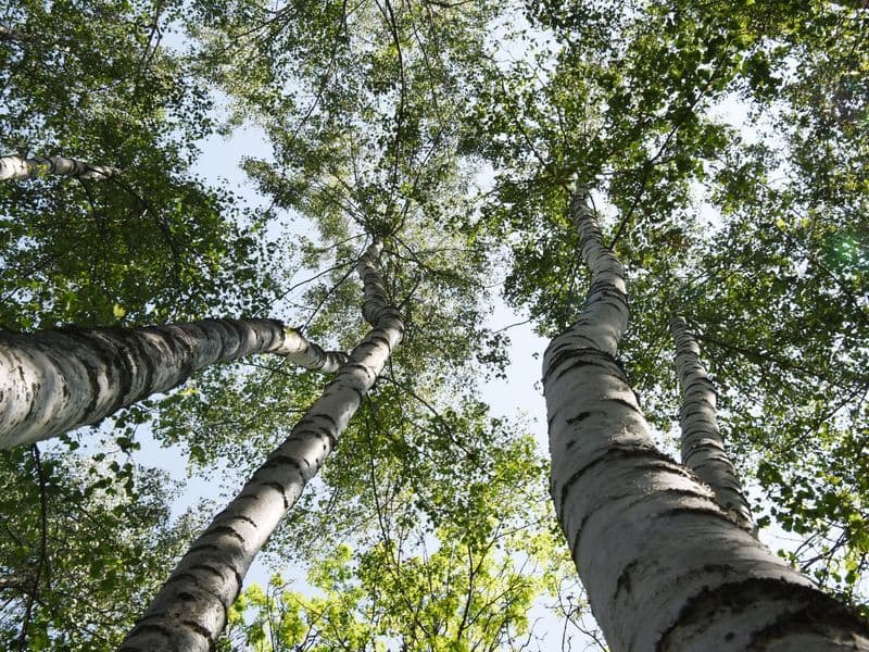Betula Gallery 04