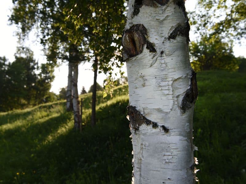 Betula Hero