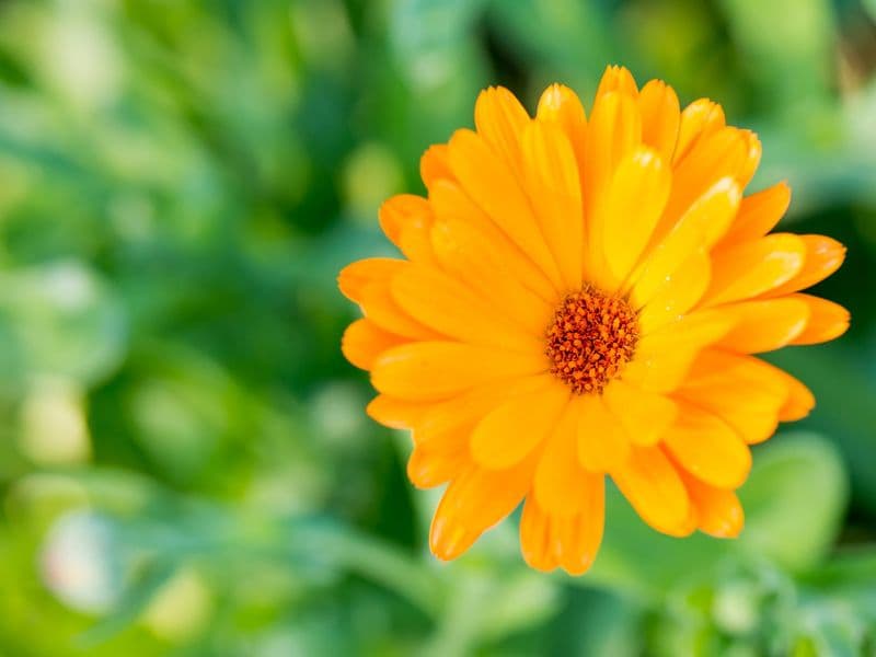 Calendula Gallery 02
