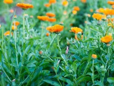 Calendula Gallery 03