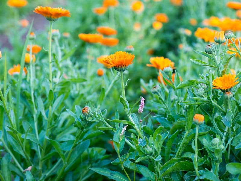 Calendula Gallery 03