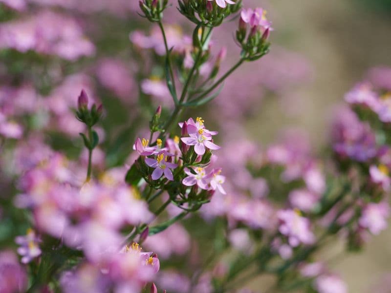 Centaurium Gallery 01
