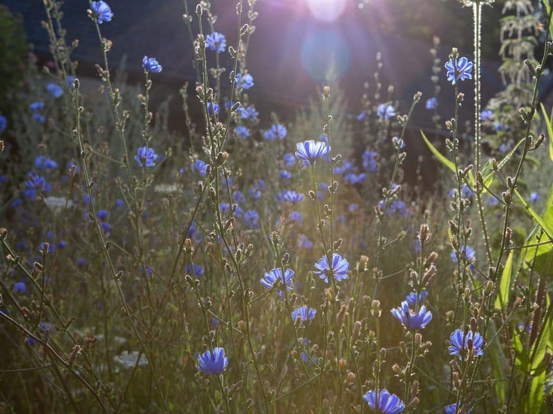 Cichorium Gallery 02