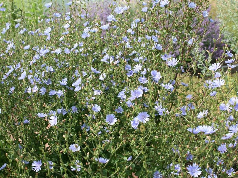 Cichorium Gallery 03