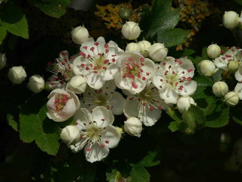Crataegus Gallery 03
