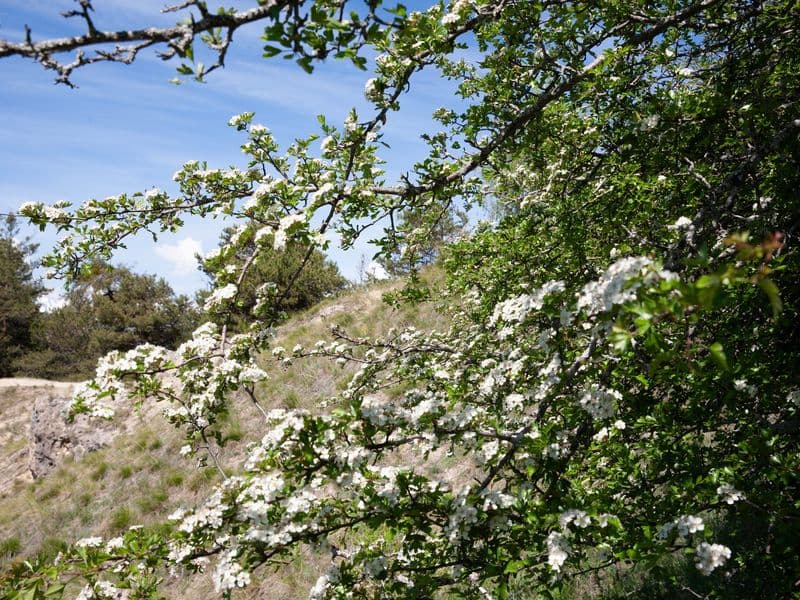 Crataegus Gallery 04