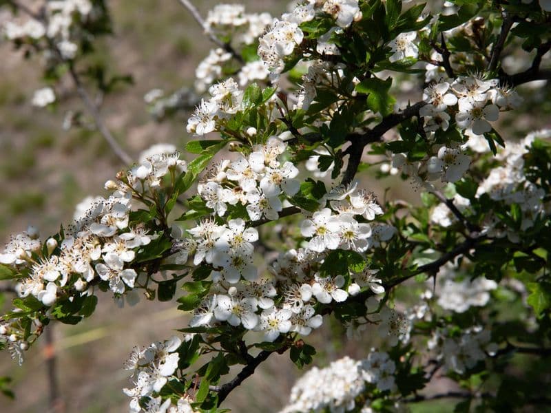 Crataegus Gallery 05