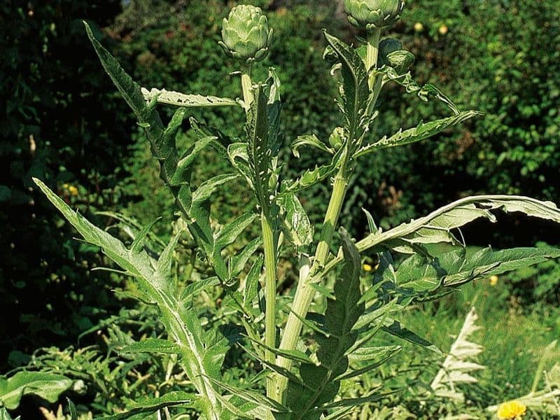 Cynara Gallery 01