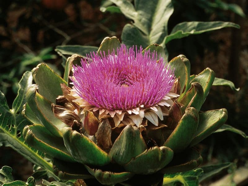 Cynara Hero