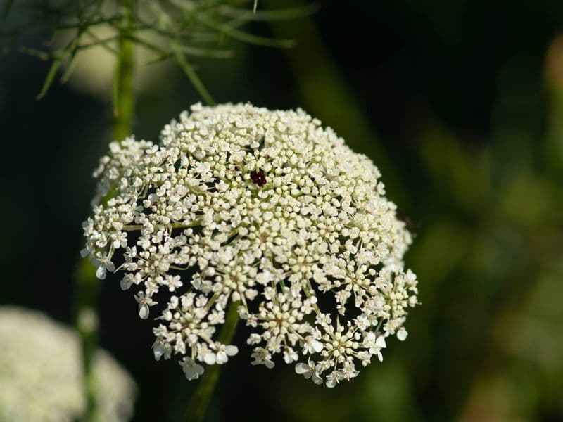 Daucus Hero