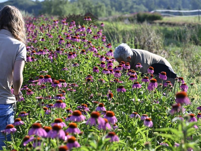 Echinacea Gallery 01