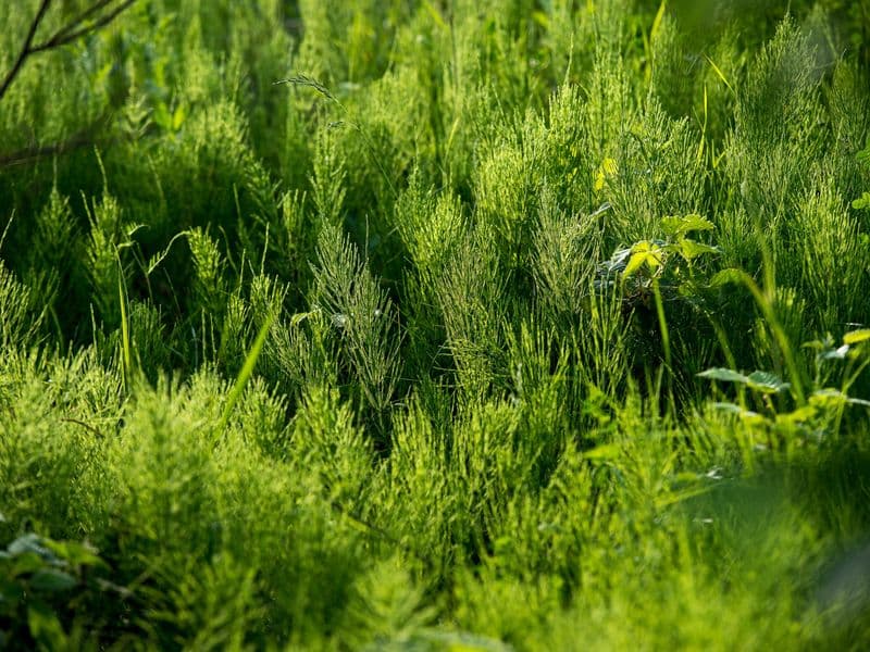 Equisetum Gallery 04