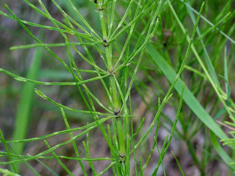 Equisetum Hero