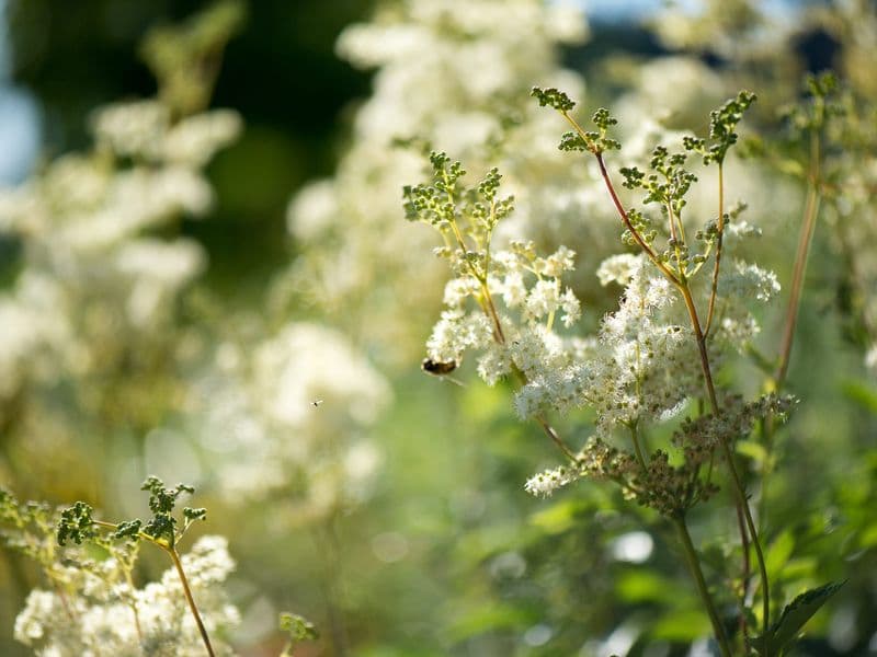 Filipendula Gallery 05
