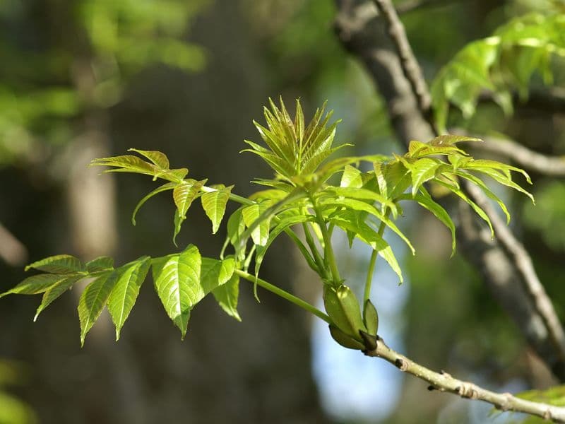 Fraxinus Gallery 01