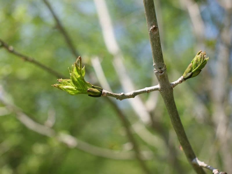 Fraxinus Gallery 02