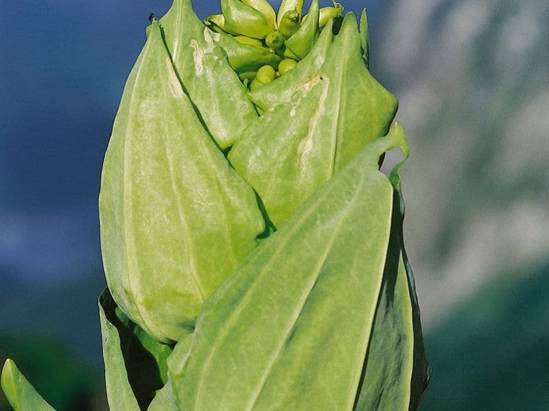 Gentiana Gallery 04