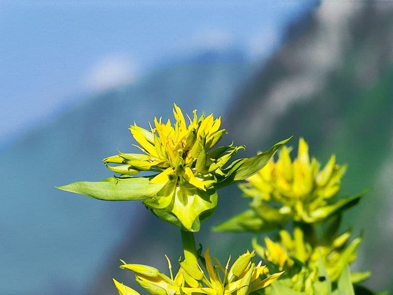 Gelbe Blüte des Gelben Enzians vor unscharfem Hintergrund mit Berglandschaft.