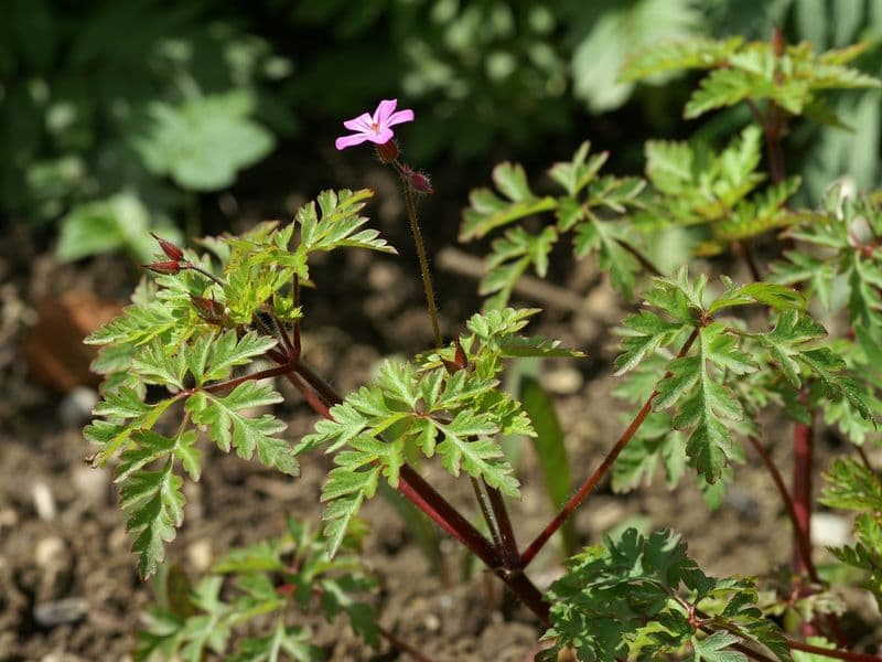Geranium Gallery 02