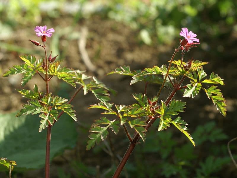 Geranium Gallery 04