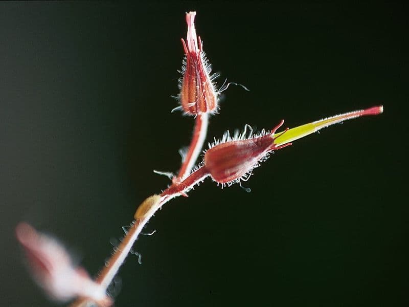 Geranium Gallery 09