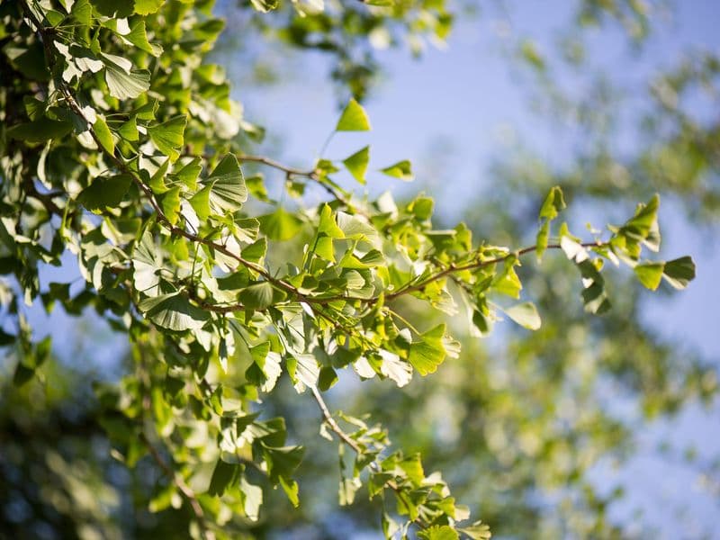 Ginkgo Gallery 01