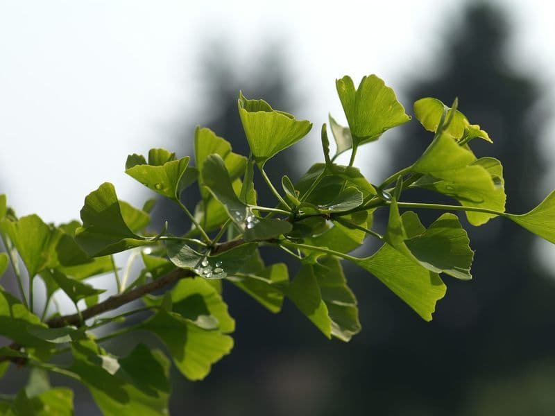 Ginkgo Gallery 04