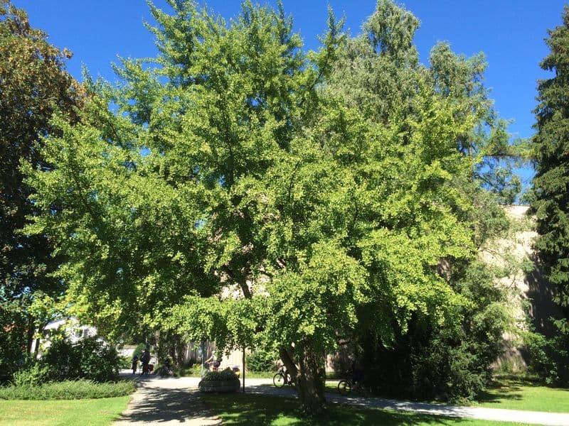Ginkgo Gallery 08